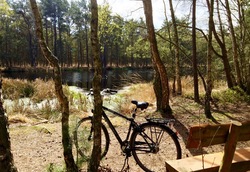 Akzent-hotel-residenz-in-graal-mueritz-an-der-ostsee-fahrrad-moorwanderung.jpg